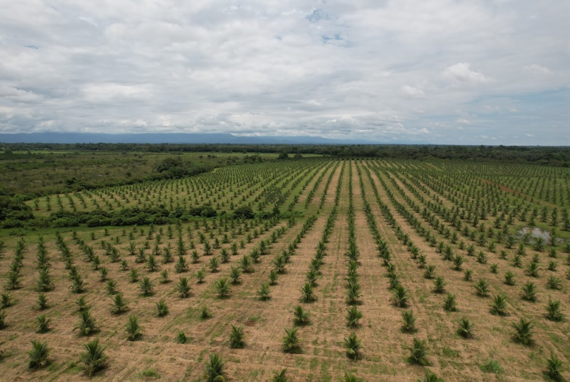 Fincas en San Carlos
